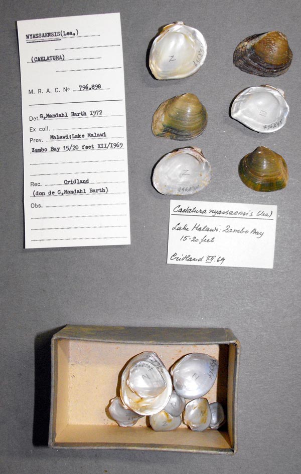 specimen