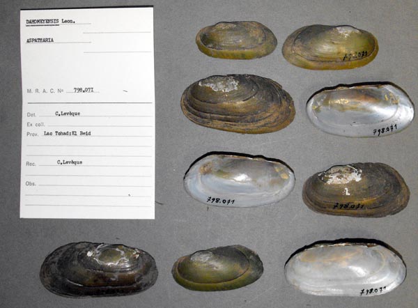 specimen