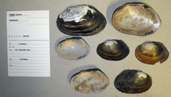 specimen