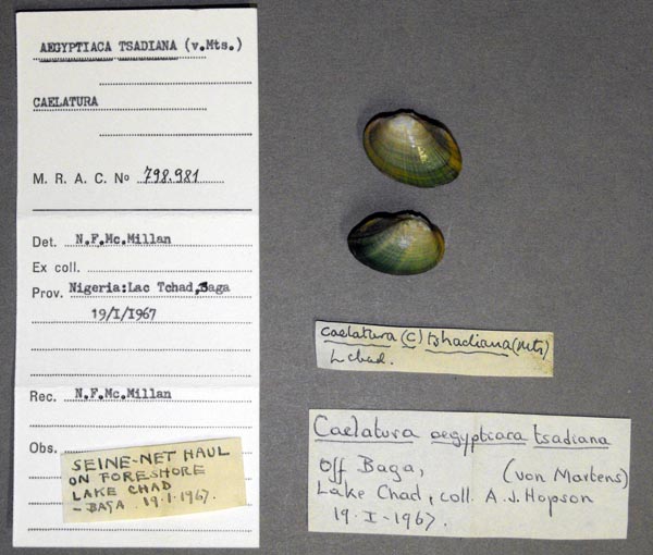 specimen
