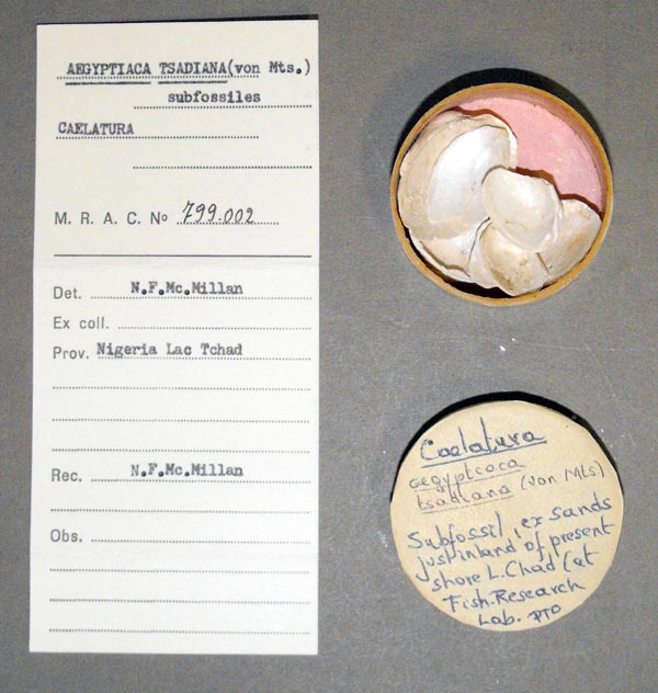 specimen