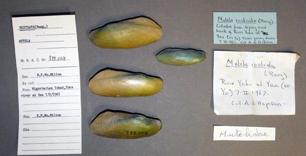 specimen