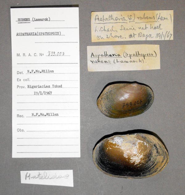 specimen