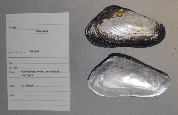 specimen