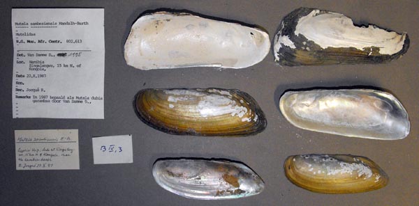 specimen
