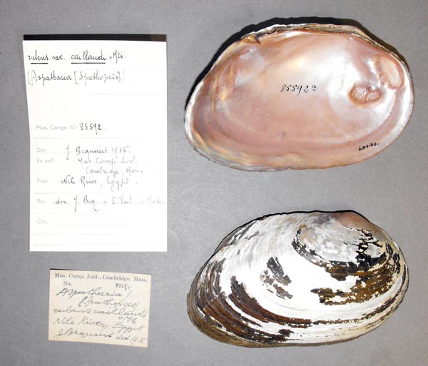 specimen