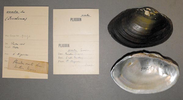 specimen