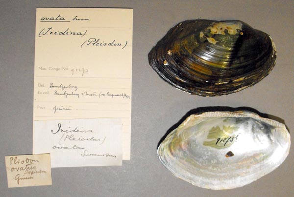 specimen
