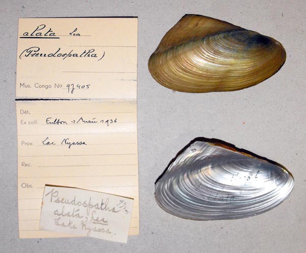 specimen