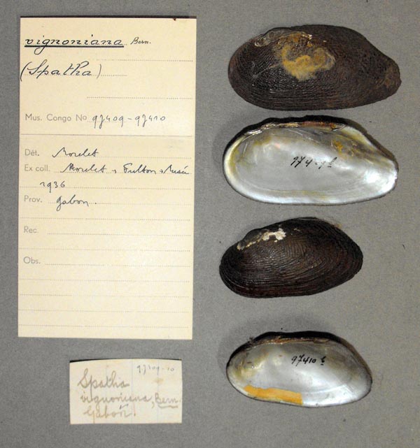 specimen