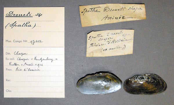 image of lot MRAC_97412 image of lot MRAC_97412