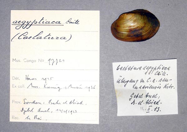 specimen