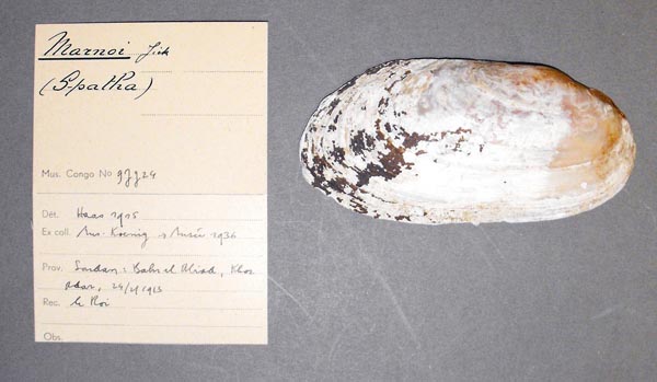 specimen