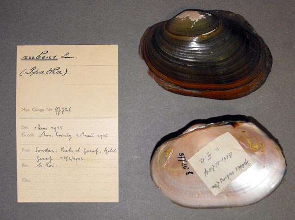 specimen