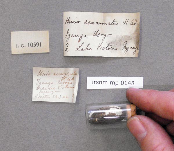 specimen