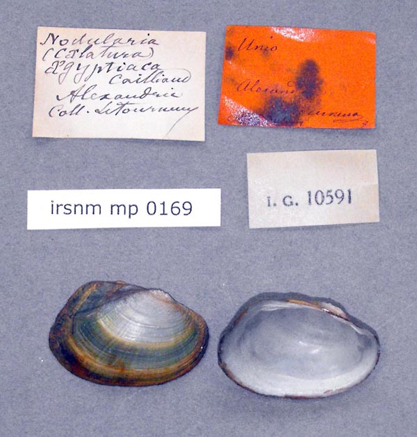specimen