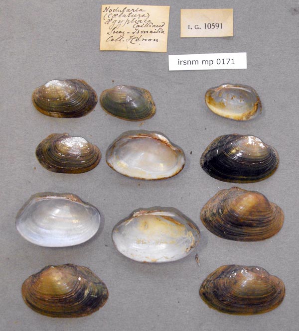 specimen