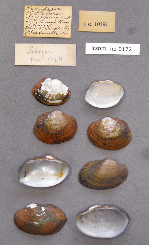 specimen