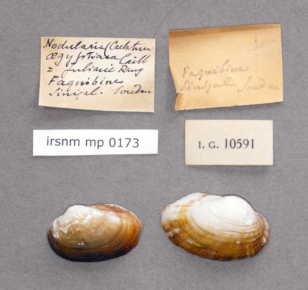 specimen