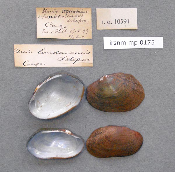 image of lot IRSNB_MP_0175 image of lot IRSNB_MP_0175