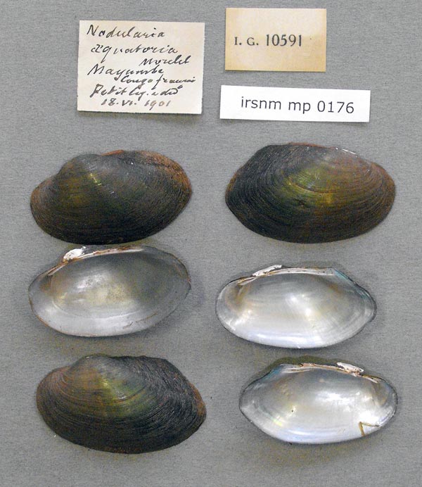 specimen