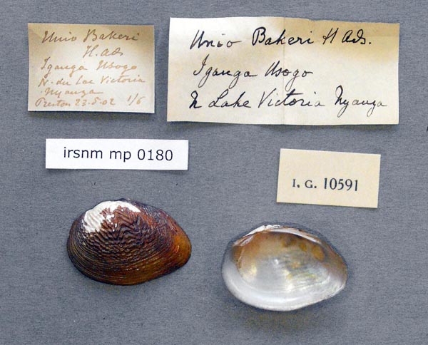 specimen
