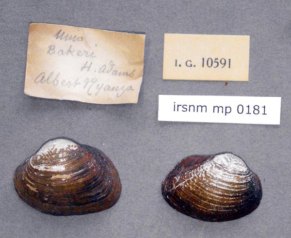 specimen