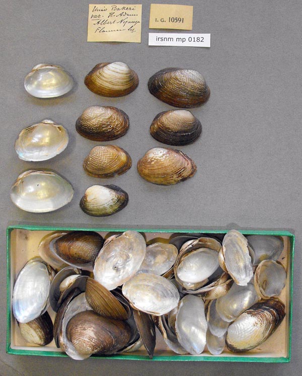 specimen