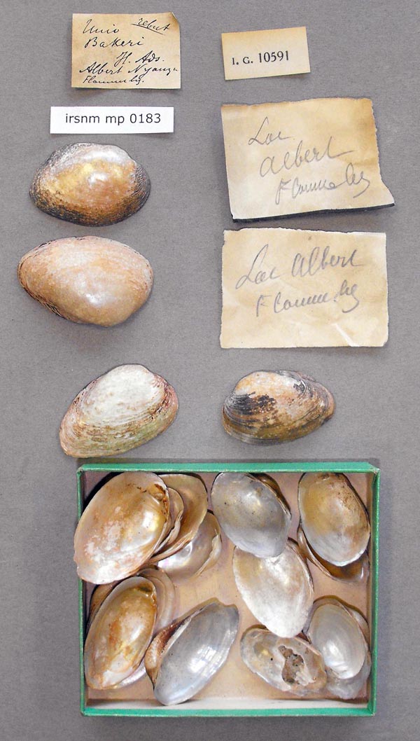 specimen
