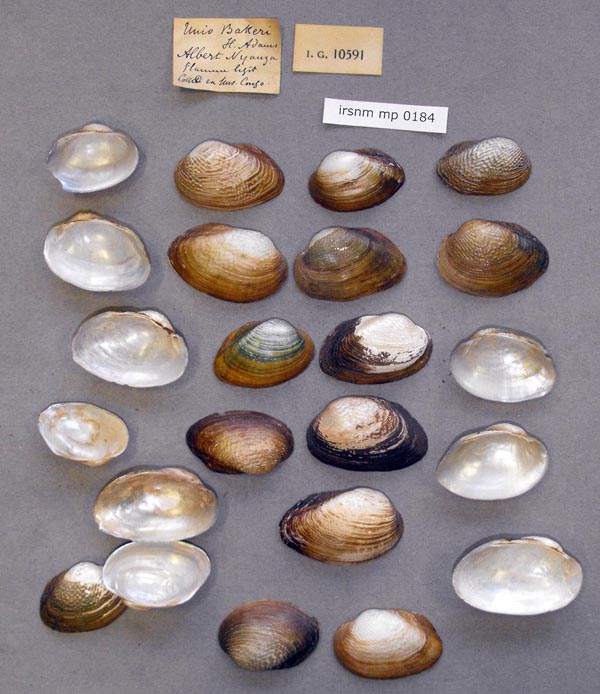 specimen