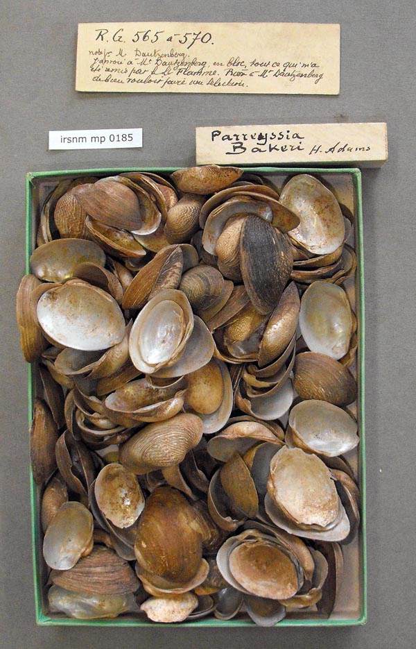 specimen