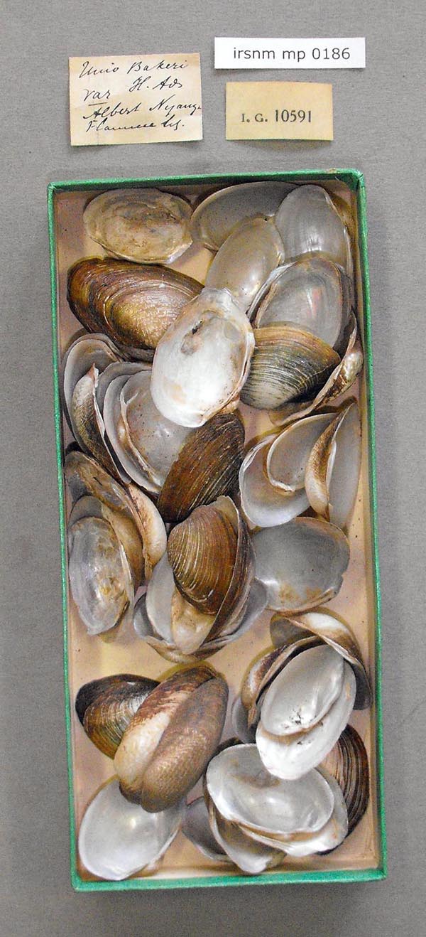 specimen