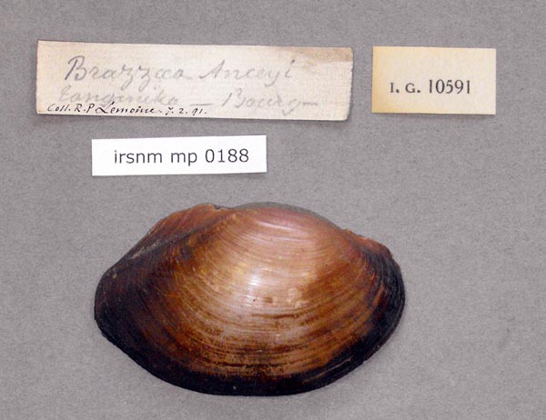 specimen