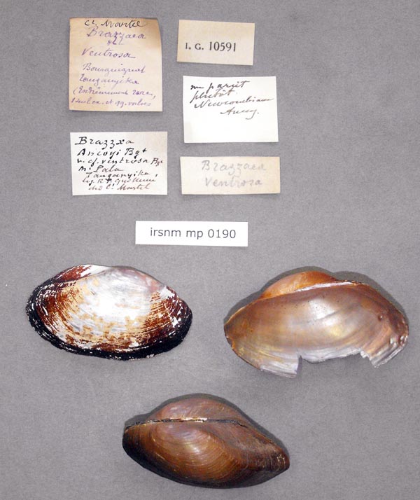 specimen
