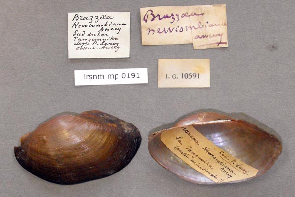 specimen