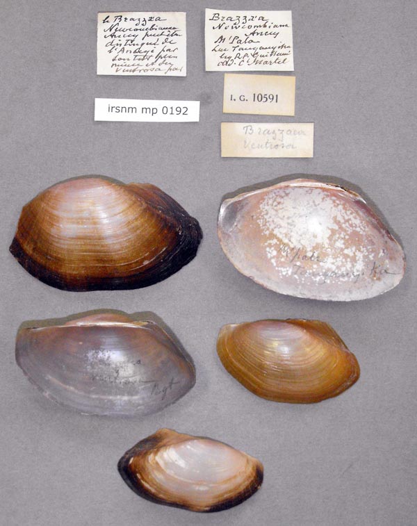 specimen