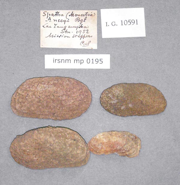 specimen