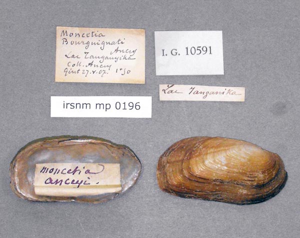 specimen