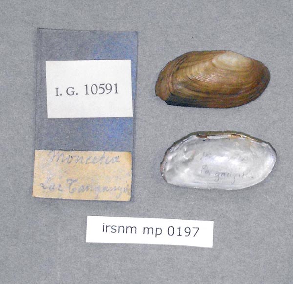 specimen
