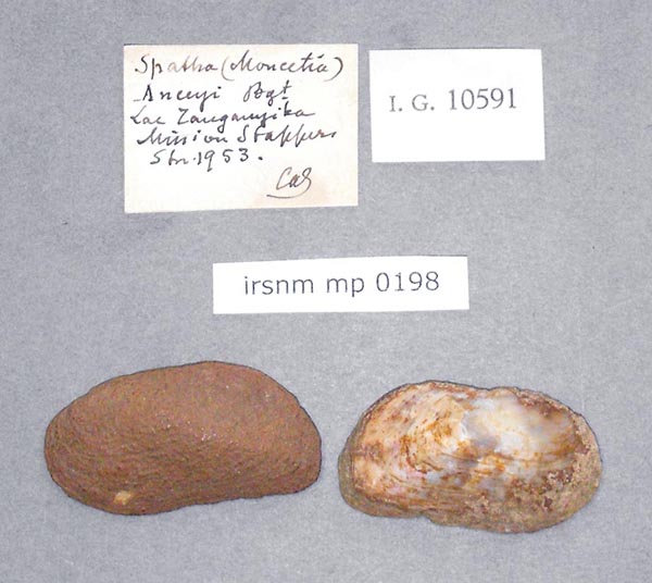 specimen