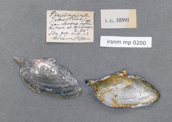 specimen