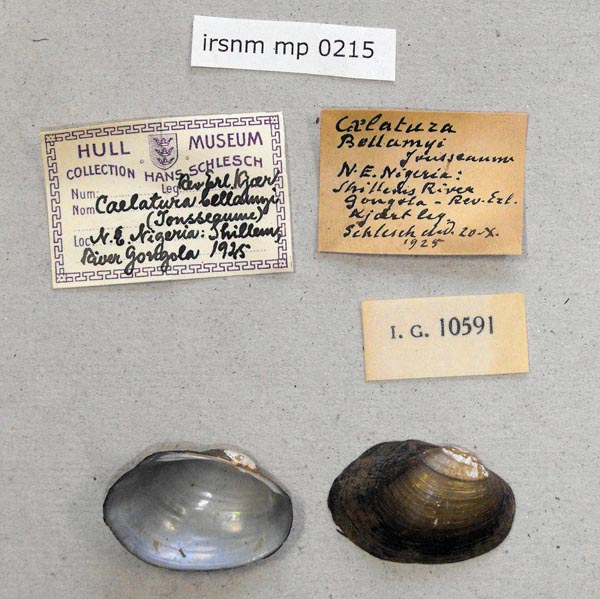 specimen