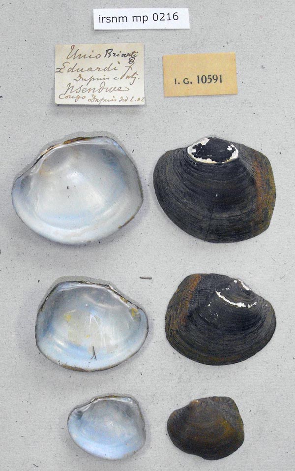 image of lot IRSNB_MP_0216 image of lot IRSNB_MP_0216