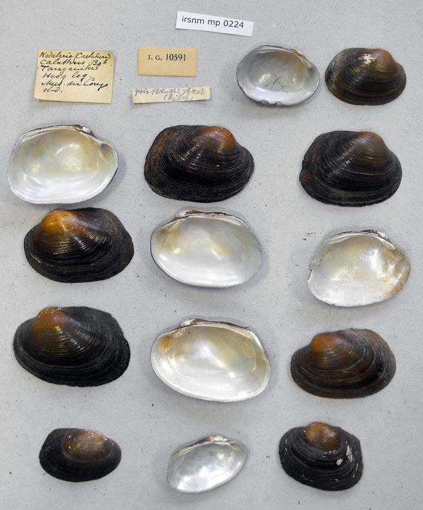 specimen