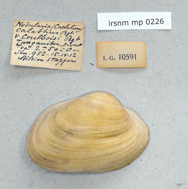 specimen