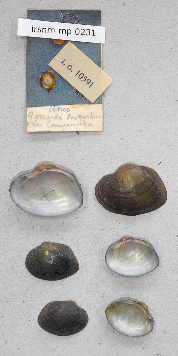 specimen