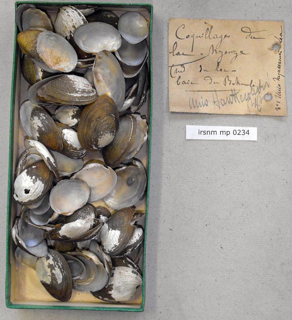 specimen