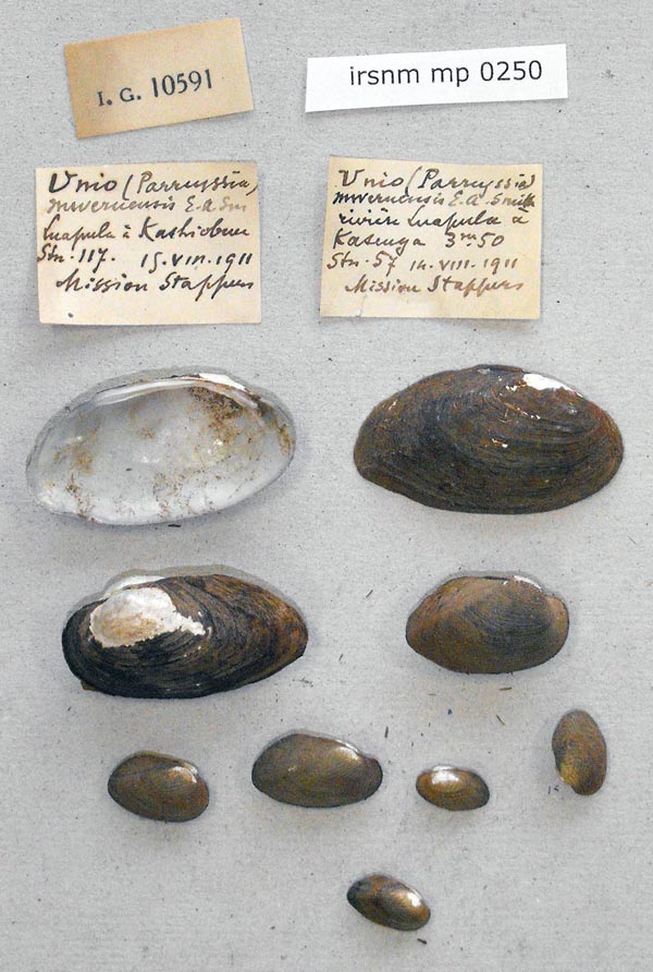 specimen