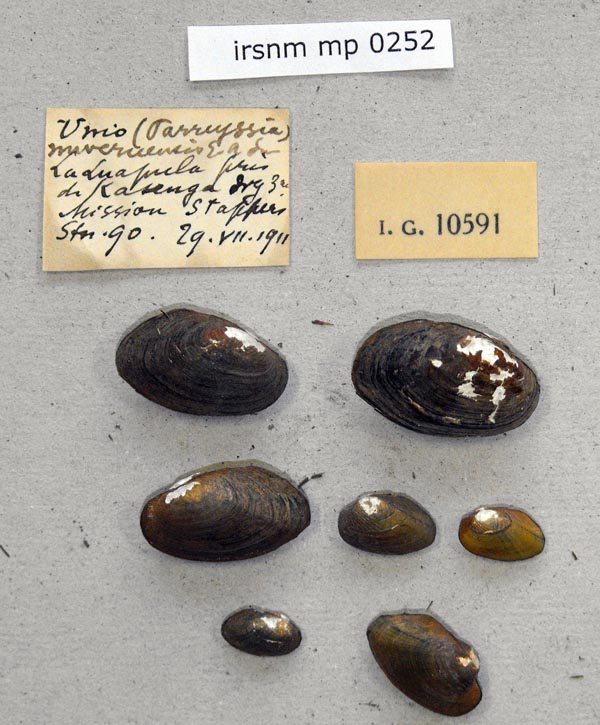 specimen