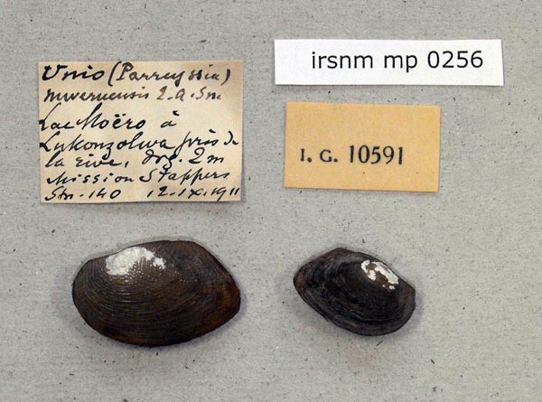 specimen